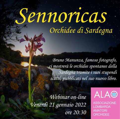 Appuntamento con ALAO | Sennoricas, Orchidee di Sardegna