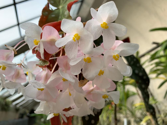Orchidee che passione: Visita in serra e tour virtuale