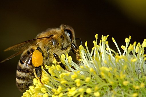 Corso di apicoltura urbana: iscrizioni entro il 20 gennaio